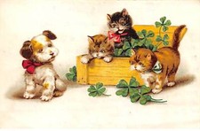 Animaux - n°88899 - Chats - Chatons dans une caisse avec des trèfles, regard