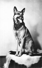 CP CHIEN BERGER ALLEMAND - 56450