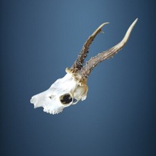 071CA  Trophee de chevreuil