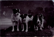 Curt deux jack russels - co,,