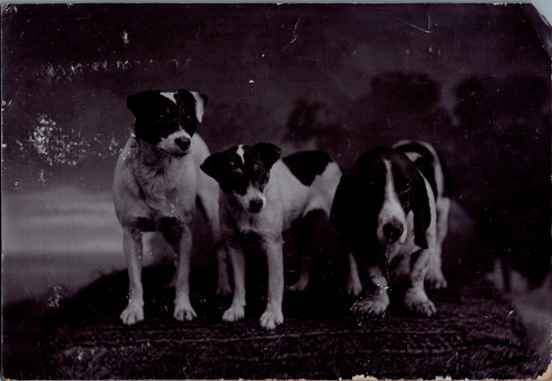 Curt deux jack russels - curt,