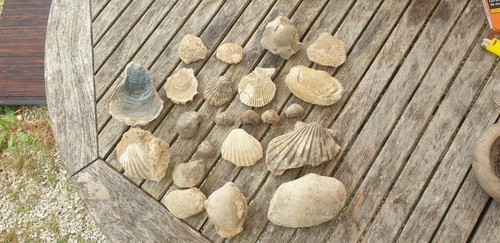 Lot fossiles huitre - fossiles,