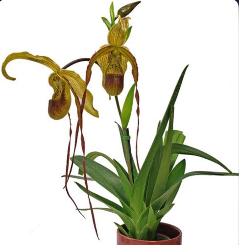 Phragmipedium wossner - phragmipedium,