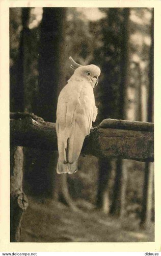 Carte postale animaux - postale,