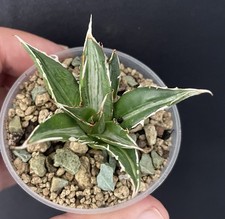 RARE! Agave Horrida Mediopicta