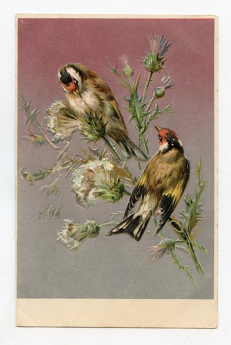 Chardonneret oiseau - chardonneret, .