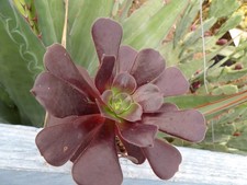 Aeonium "olimpio" (reversion "Eden") big lovely succulent pot5cm wysiwyg