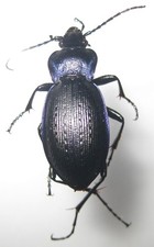 Carabidae 3 Carabus problematicus A1 (Lot, FRANCE)