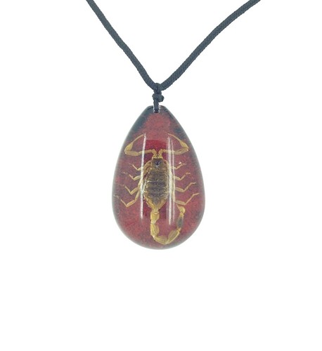 Véritable scorpion rouge - scorpion, et