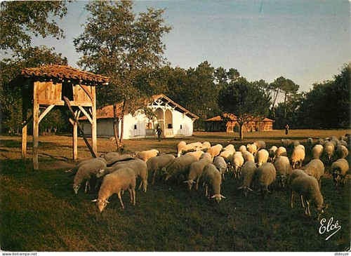 Carte postale animaux - postale,