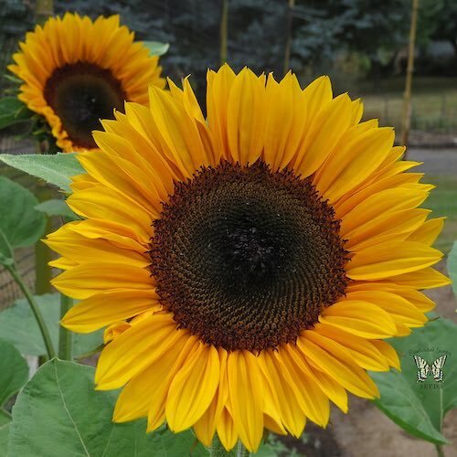 Graines tournesol geant - tournesol,