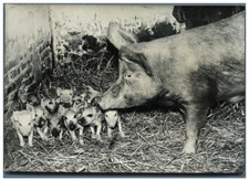 France, Une truie  Vintage silver print Tirage argentique  13x18  Circa 19