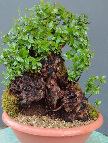 Bonsaï myrte sauvage 30 - myrte,