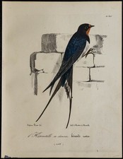 1830 - Hirondelle rustique -