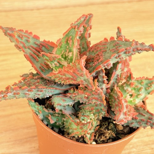 Aloe tct pot - aloe, 6,5
