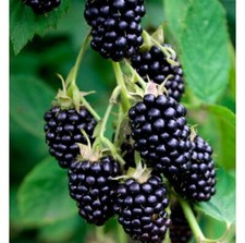 50 Graines de Mûres Noires