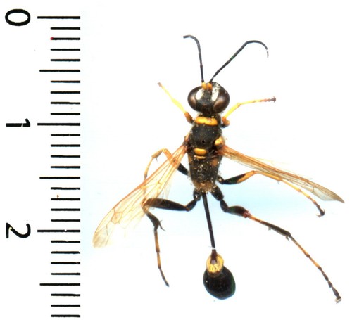 Guêpe wasp - /,