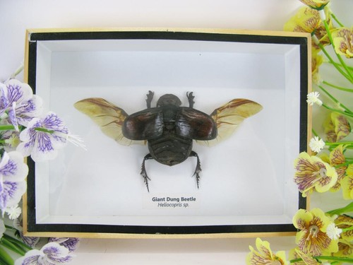 Giant dung beetle - beetle,