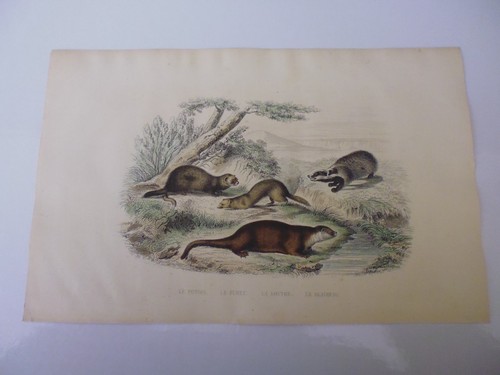 Gravure couleur buffon - couleur,