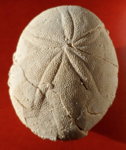 Oursin fossile des landes - oursin,
