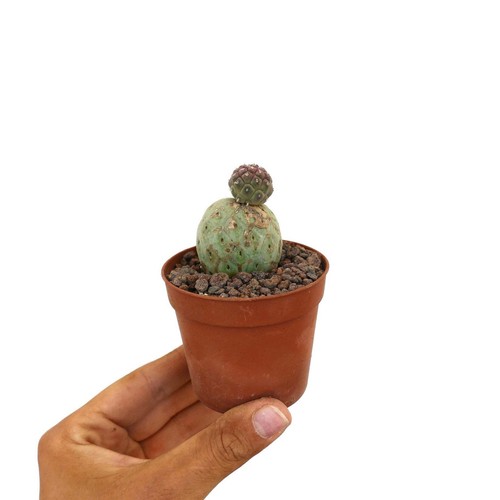 Tephrocactus geometricus two - tephrocactus,