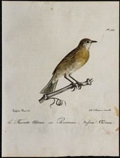 1830 - Fauvette des jardins - Lithographie ancienne d'oiseau (Ornithologie)