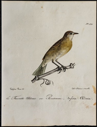 1830 fauvette des jardins - -,