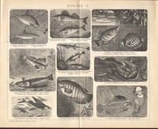 1897 Gravure originale Poissons Exocet Gourami Baudroie Poissons volants