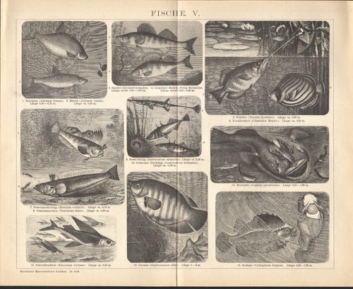 1897 gravure originale - 1897,