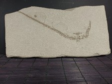 Poisson fossile Syngnathus