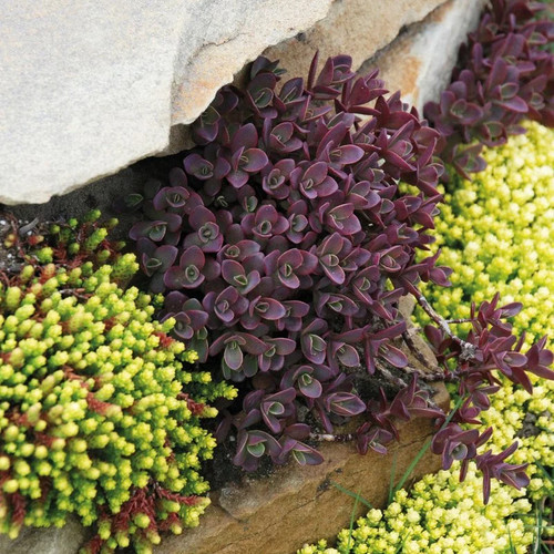 Sedum sunsparkler®