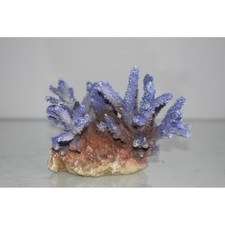 Aquarium Detaillé Moyen