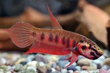 Betta Rubra Aquarium