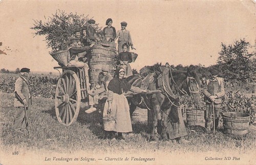 Sologne les vendanges - 41,