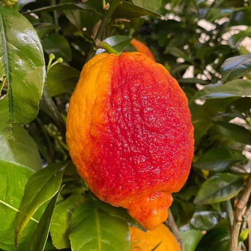 Plante citron rouge - plante, greffe