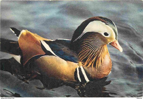 Carte postale animaux - carte,