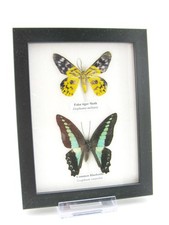 2 vrais beaux papillons