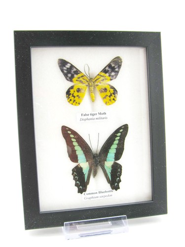 Vrais beaux papillons - 2,