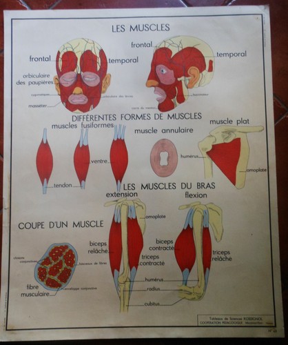 Affiche scolaire rossignol - scolaire,