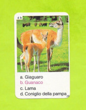 Carte Italienne - N°4b - Guanaco / Vigogne