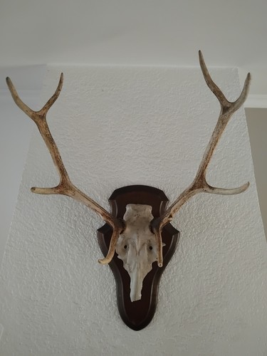Grand trophée cerf - trophée, cerf-8