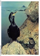AQFP16-1145-OISEAU - oiseaux de mer - cormoran huppé