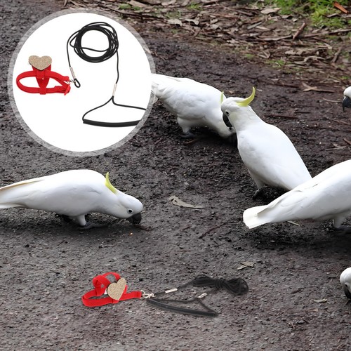 Harnais oiseau corde marche - harnais,