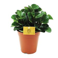 Peperomia Burning Bush -