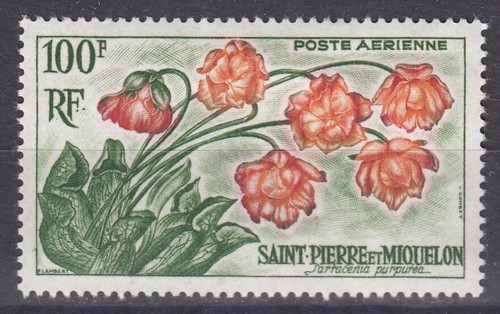 Saint pierre miquelon - saint,