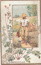 Chromo LA BELLE JARDINIERE - Fleurs : LA PIMPRENELLE