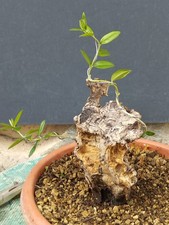Bonsaï olivier 20 x 10 cm en pot plante Schoin Yamadori unique sculpté nature