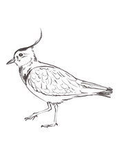 7 x autocollants de voiture autocollants autocollants Kiebitz 9 x 9 cm