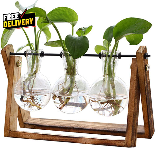 Glass plant terrarium with - terrarium,