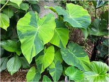 Colocasia Lime Aide ° Limeade° 1 plant